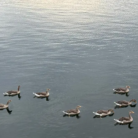 Hausboot Komet Luxus Und Pur Max 5 Pers * Maasbommel