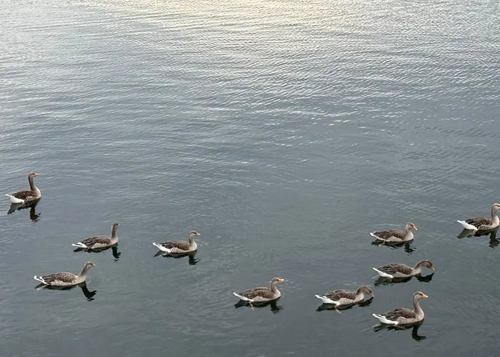 Hausboot Komet Luxus Und Pur Max 5 Pers * Maasbommel