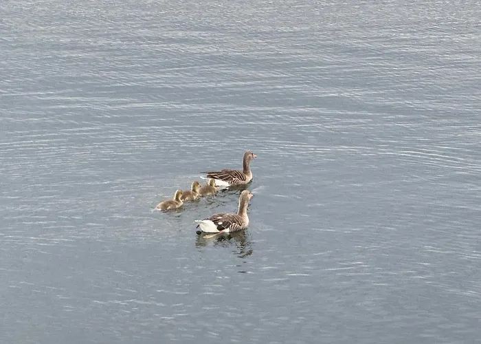 Bådhotel Hausboot Komet Luxus Und Pur Max 5 Pers *